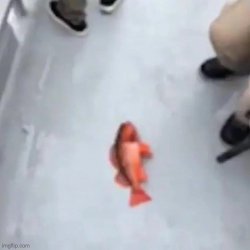 Jimmy here fish Meme Template