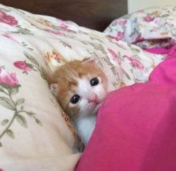 Yeepy kitten Meme Template