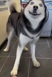 Husky face Meme Template