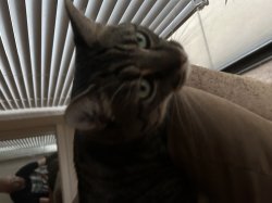 Chair kitty Meme Template