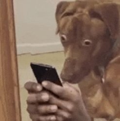 Traumatized Dog Looking at Phone Meme Template