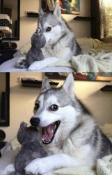 husky pun Meme Template