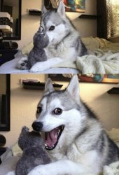 Husky pun Meme Template