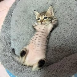 Cat Chilling Meme Template