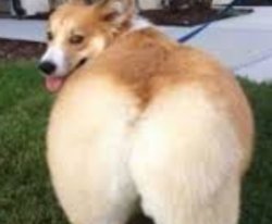 Zamn Dog Meme Template