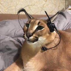 Puma wearing earphones Meme Template
