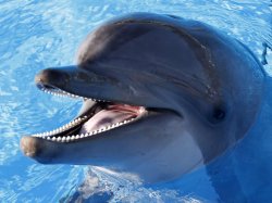 Dealie Dolphin Meme Template