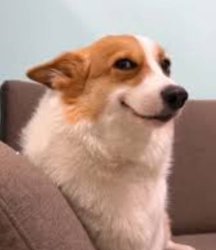 sus doggo smile Meme Template