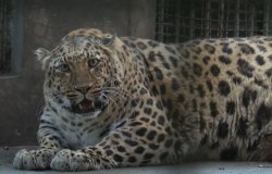 Fat Leopard Meme Template
