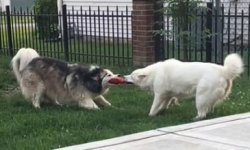 Tug of War Meme Template