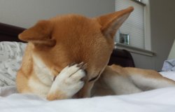 Facepalming Dog Meme Template