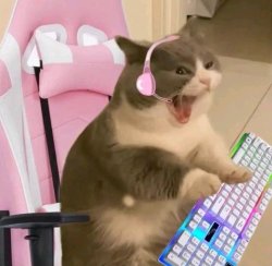 gamer girl cat Meme Template