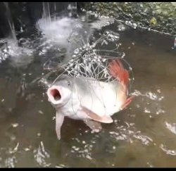 oh great heavens fish Meme Template