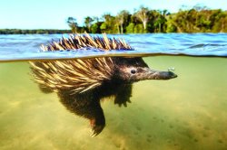 Echidna has a secret Meme Template