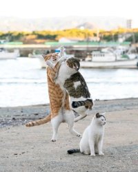 Cats fight Meme Template