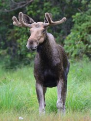 a moose Meme Template