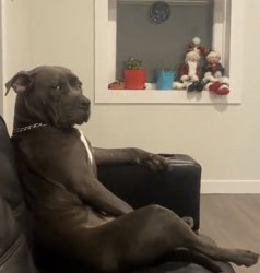 Dog with arm on the chair Meme Template