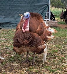 tom turkey Meme Template