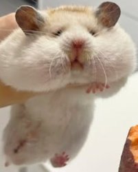 Fattt Hamster Meme Template