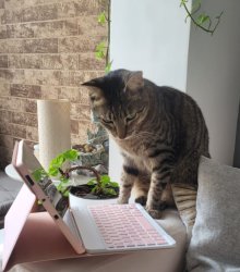 WorkingCat Meme Template