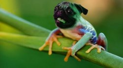 pug frog Meme Template