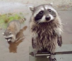 Please Raccoon Sad Meme Template