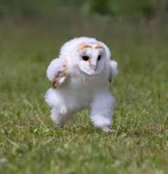 owlbullying.png Meme Template