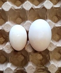 Egg Meme Template
