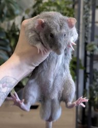 Big Nut Rat Meme Template