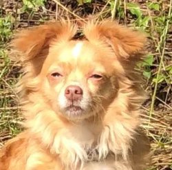High Dog Meme Template