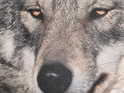 Powerful death stare Meme Template