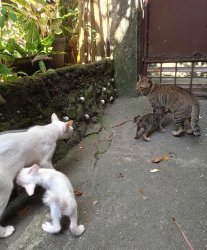 2 mommy cats Meme Template