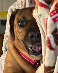 Surprised dog Meme Template