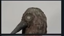 Crow Meme Template