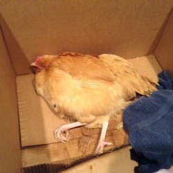 Ok Retard Hen Meme Template