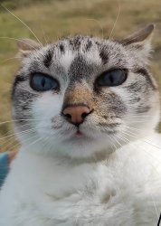 cat angry Meme Template