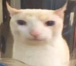 cat through glass Meme Template