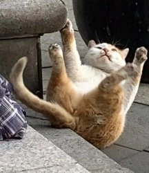 Falling fat cat Meme Template