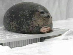 business seal Meme Template