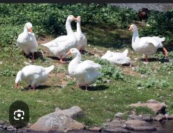 Dartmouth Gangsta Swans Meme Template