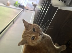 Surprised Cat Meme Template