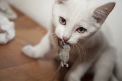 Cute cat with mouse Meme Template