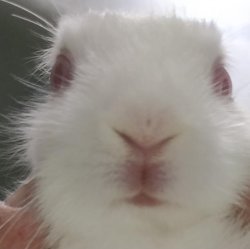 Meme rabbit face Meme Template