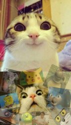 Quiproquo cats Meme Template