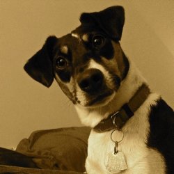 Rat Terrier Jack Russell dog Meme Template
