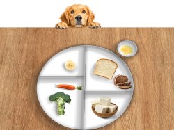 Golden Retriever and a Plate Meme Template