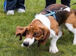 Bassett Meme Template