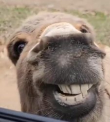Smiling Donkey Meme Template