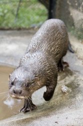 otter Meme Template