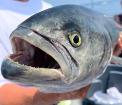 Fish Meme Template
